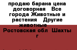 продаю барана цена договорная - Все города Животные и растения » Другие животные   . Ростовская обл.,Шахты г.